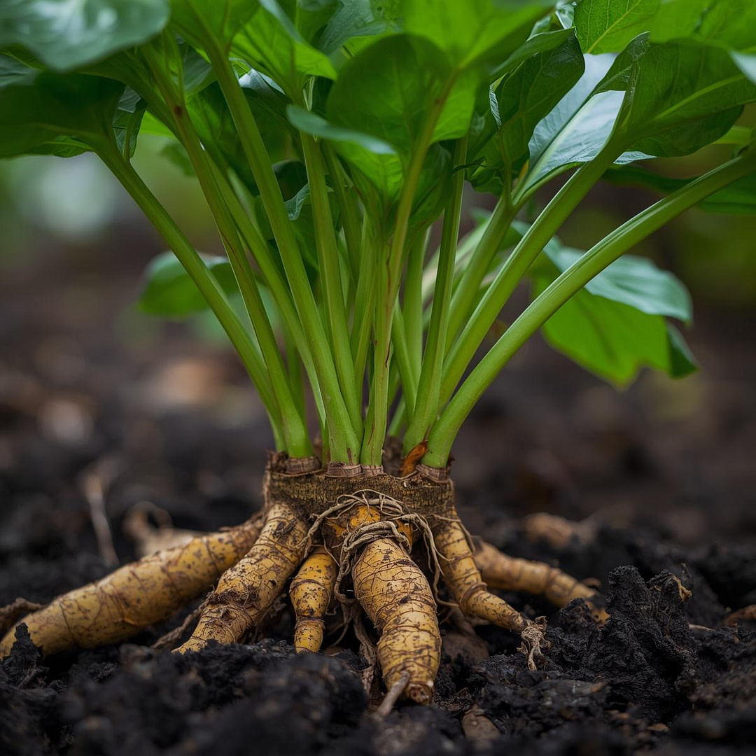 Tumeric plant Tumeric plant molecules in iHerqles and the benefits.