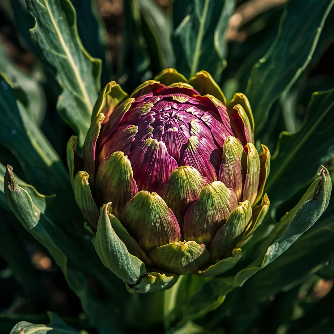 artichoke plant artichoke plant molecules in iHerqles and the benefits.