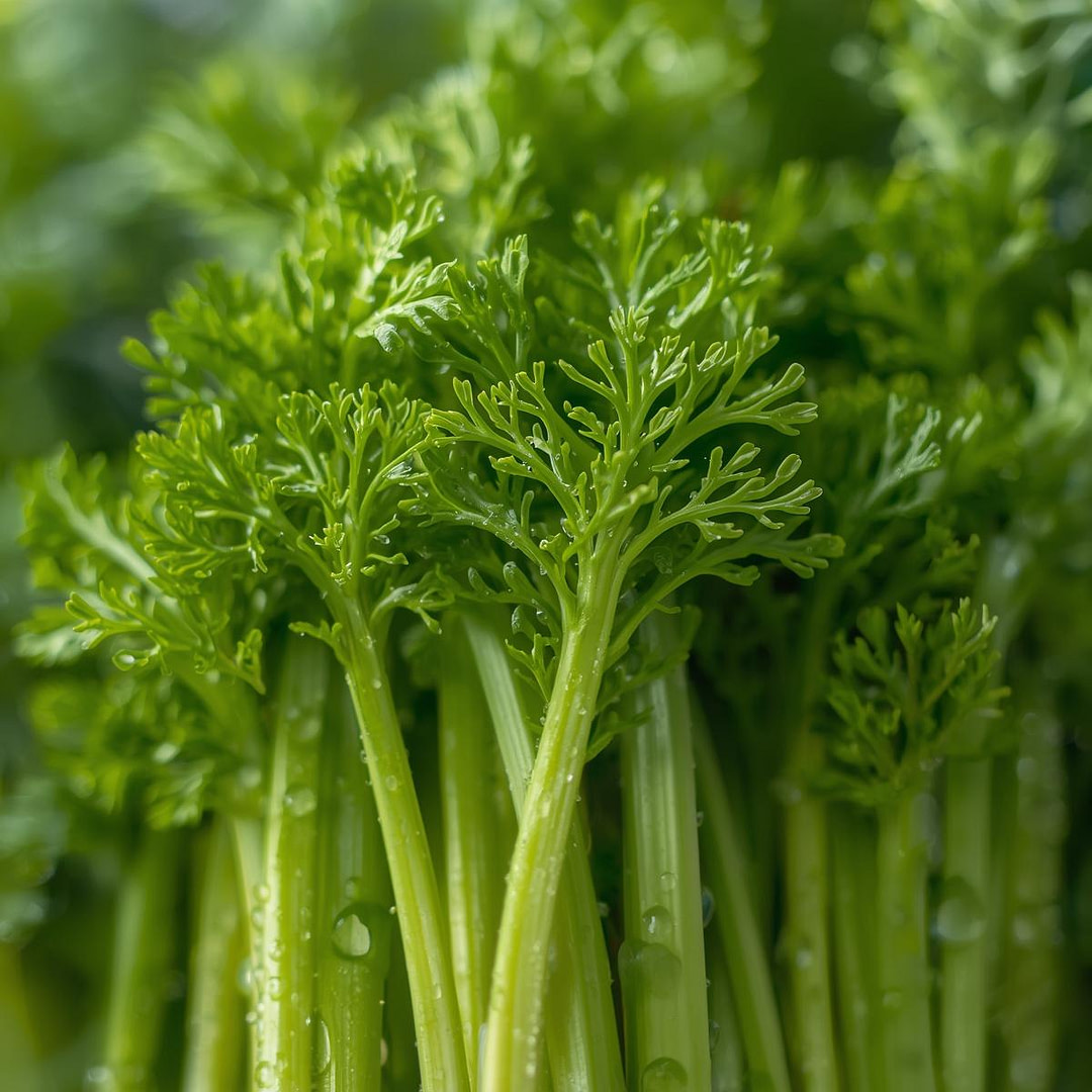 celery plant Celery Plant molecules in iHerqles and the benefits.