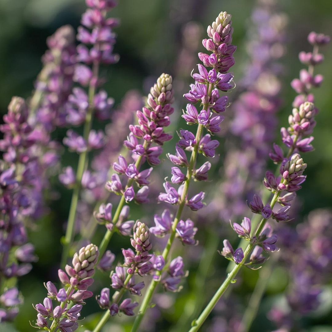 hyssop plant hyssop plant molecules in iHerqles and the benefits.