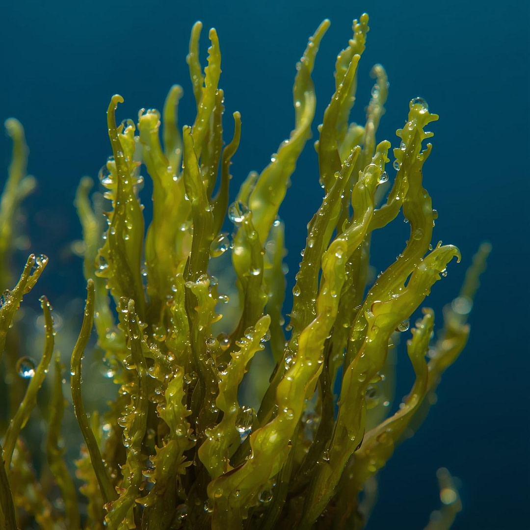 rockweed sea vegetable rockweed sea vegetable molecules in iHerqles and the benefits.