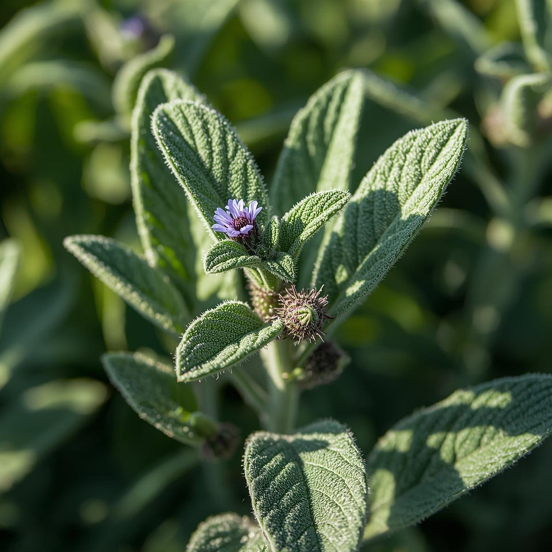 sage plant sage plant molecules in iHerqles and the benefits.
